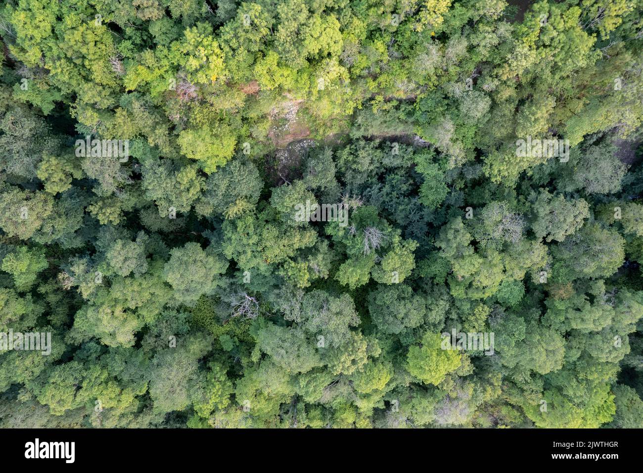 Luftbild eines Waldes mit grünen Baumkronen in Estland Stockfoto