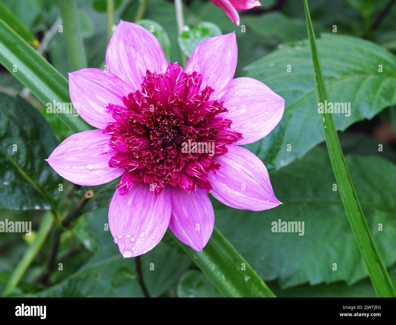 Schöne rosa einzelne Dahlia Blume Sorte Bayou Stockfoto
