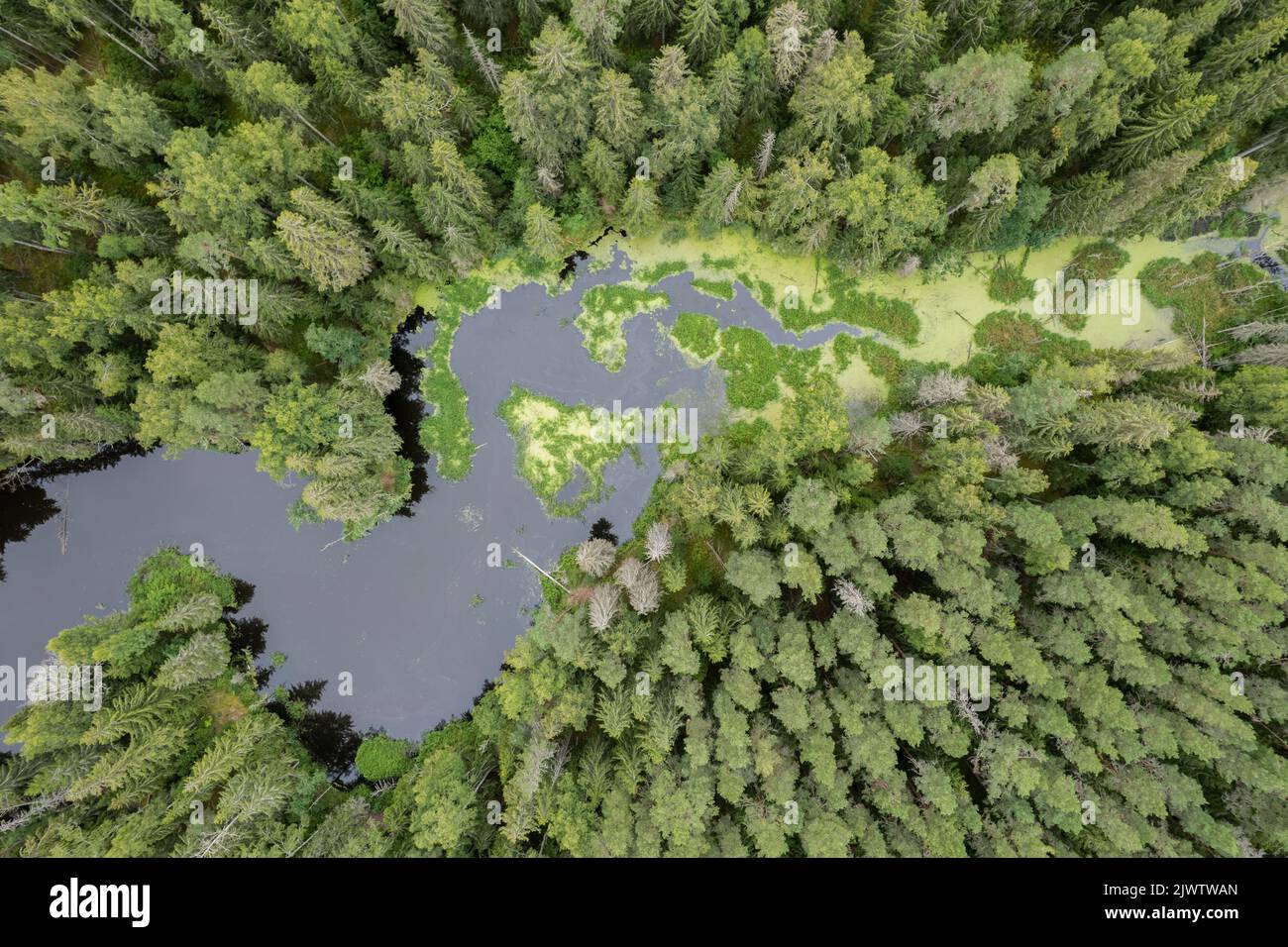 Waldsee von oben Stockfoto