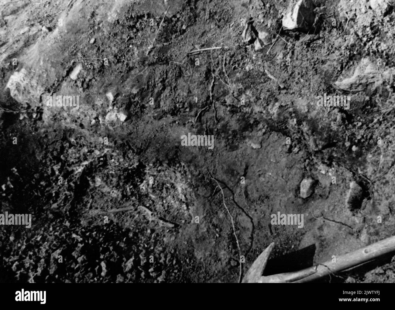 Grabfunde aus der Eisenzeit im Jahr 1944. „TomThr“ Hundeskelett Järnåldersgravfynd år 1944. „Tomtvreten'Hundskelett Stockfoto