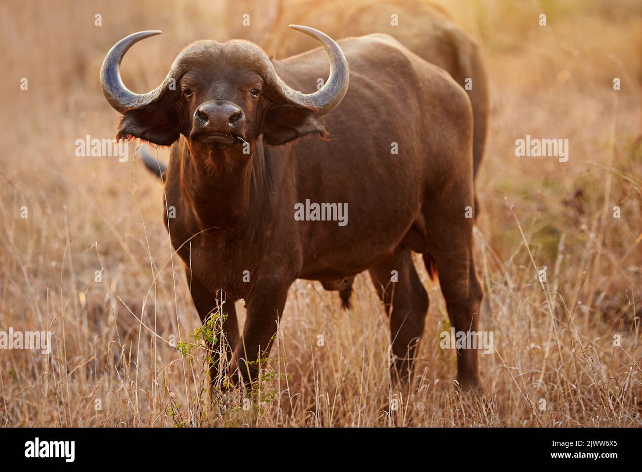 Immer aufmerksam. Ganzkörperaufnahme von zwei Büffeln auf den afrikanischen Ebenen. Stockfoto