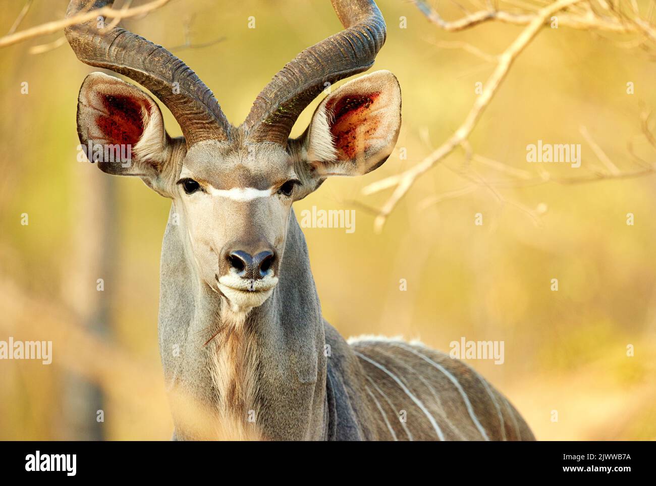 Leicht erkennbar an seinen majestätischen Hörnern. Ein männlicher Kudu auf den Ebenen Afrikas. Stockfoto