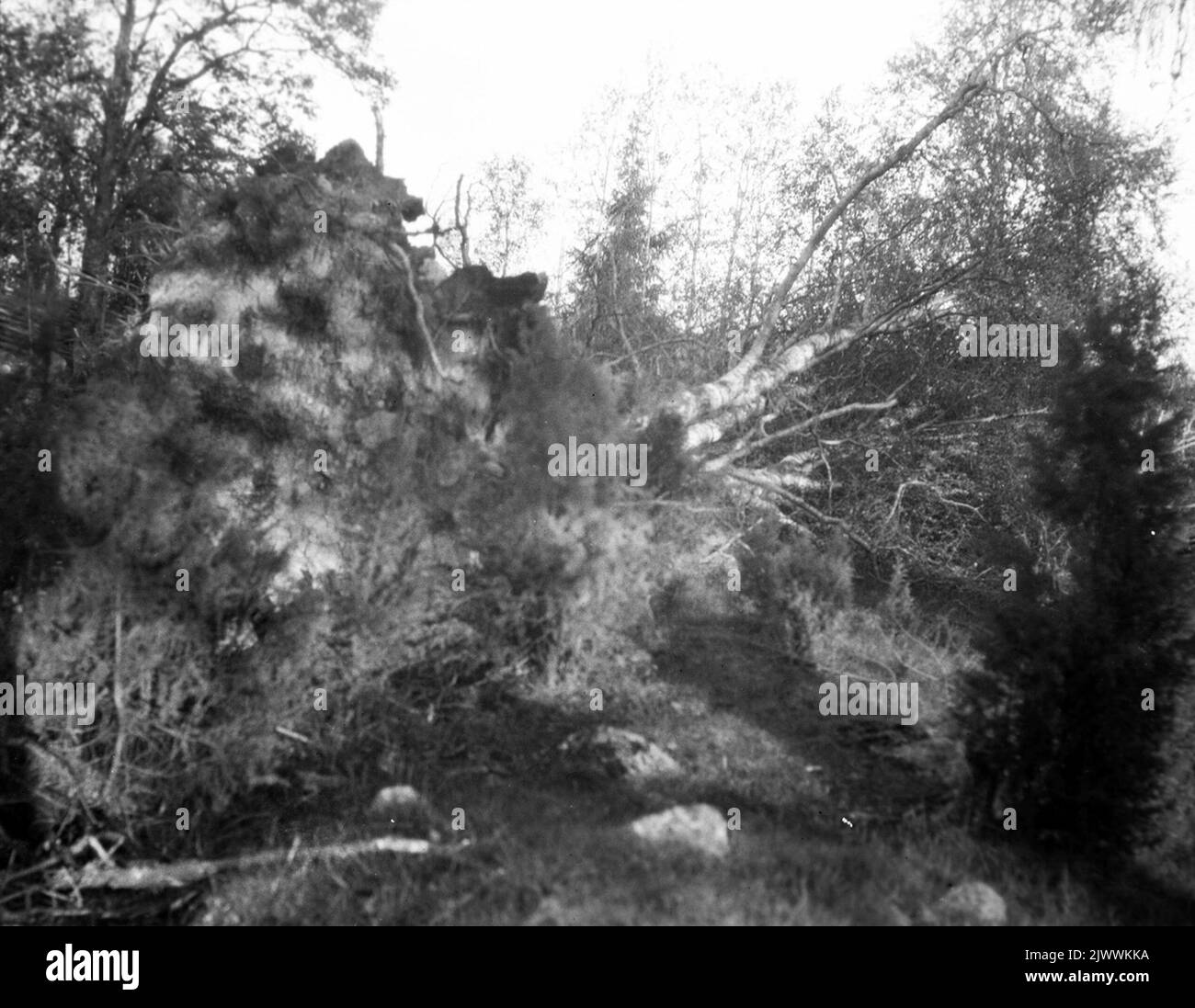 Eine große Birke an der Skess, die für den Sturm gefallen ist en stor björk vid Skessen som fallit för stormen Stockfoto