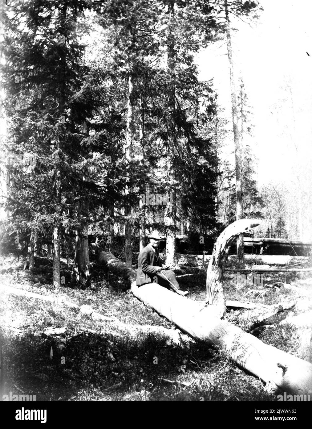 Mann saß auf Holz in alten Wald. Man sittande på Stock i gammal skog. Stockfoto