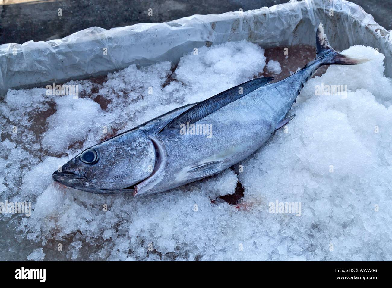 Geernteter Albacore-Thunfisch 'Thunnus alalunga' auf Eis. Stockfoto