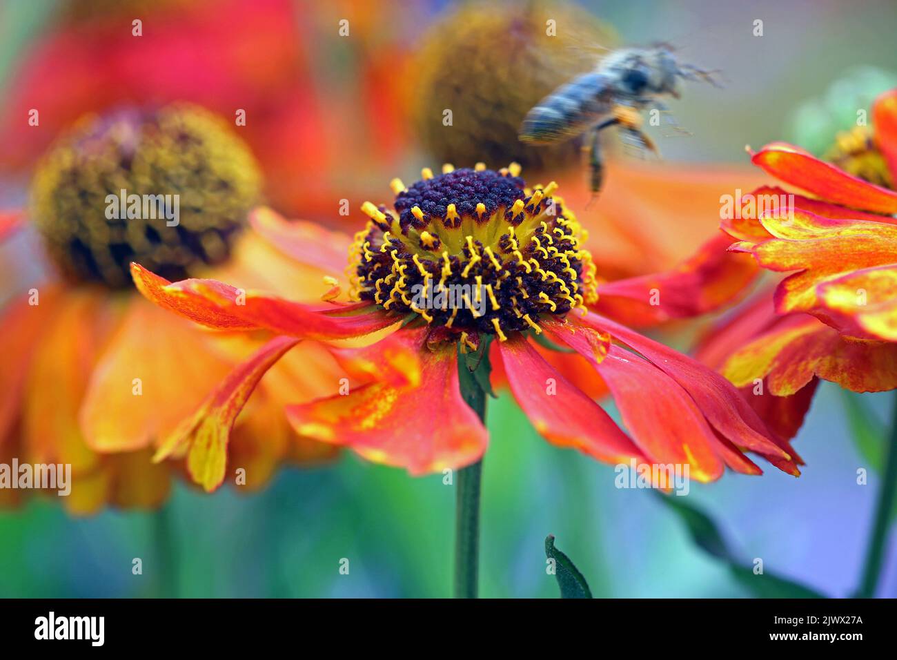 Makroaufnahme eines einzelnen 'Helenium Sahin's Early Flowerer (Sneezeeed)' - eine Bewegung verwischt Honigbiene verlässt die orange/rote Blume. September Kew Gardens Stockfoto