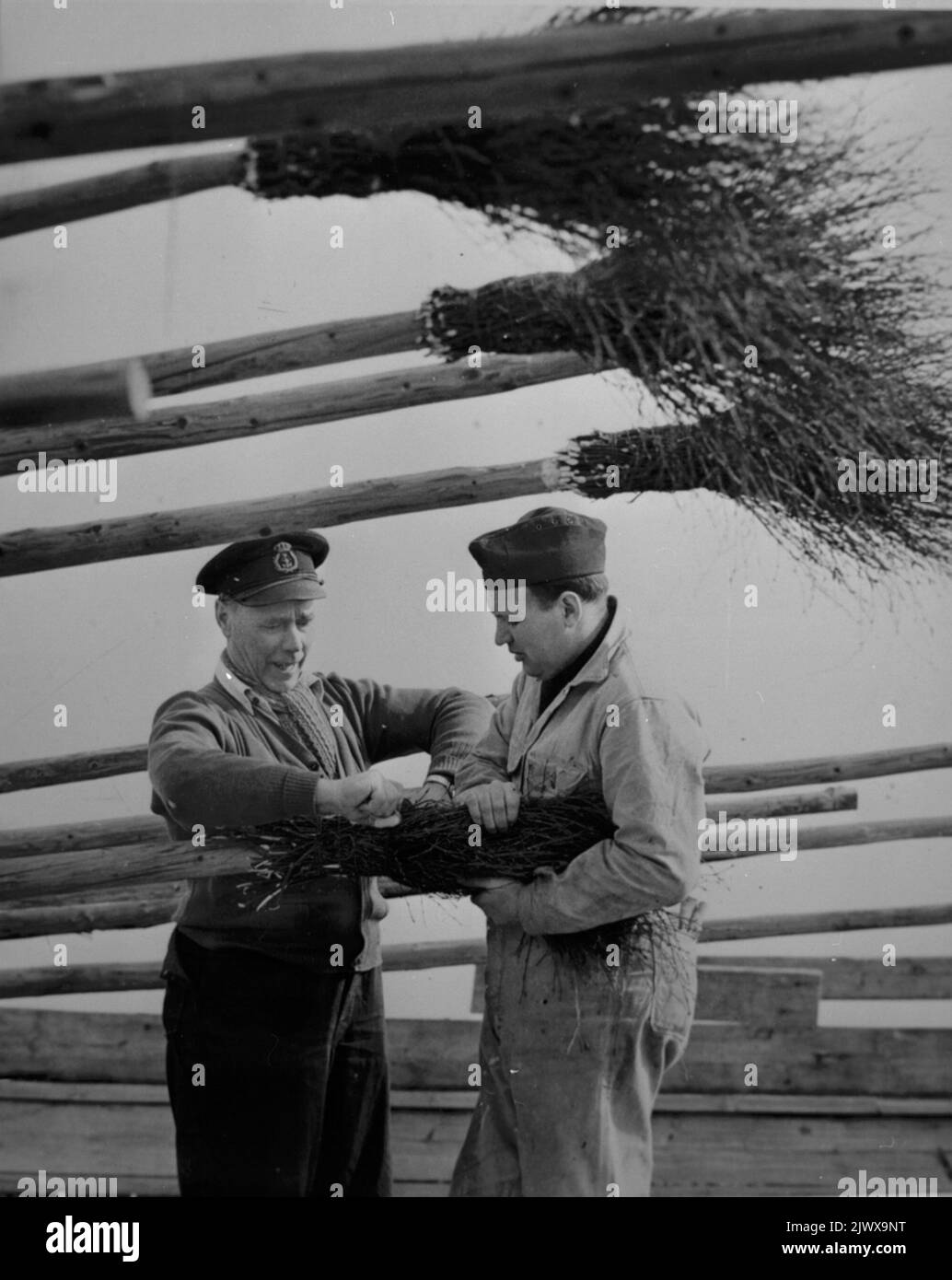 Schiffsbilder, das Album des Piloten Helmer Alm. Farbygsbilder, Lotsen Helmer Alms Album. Stockfoto