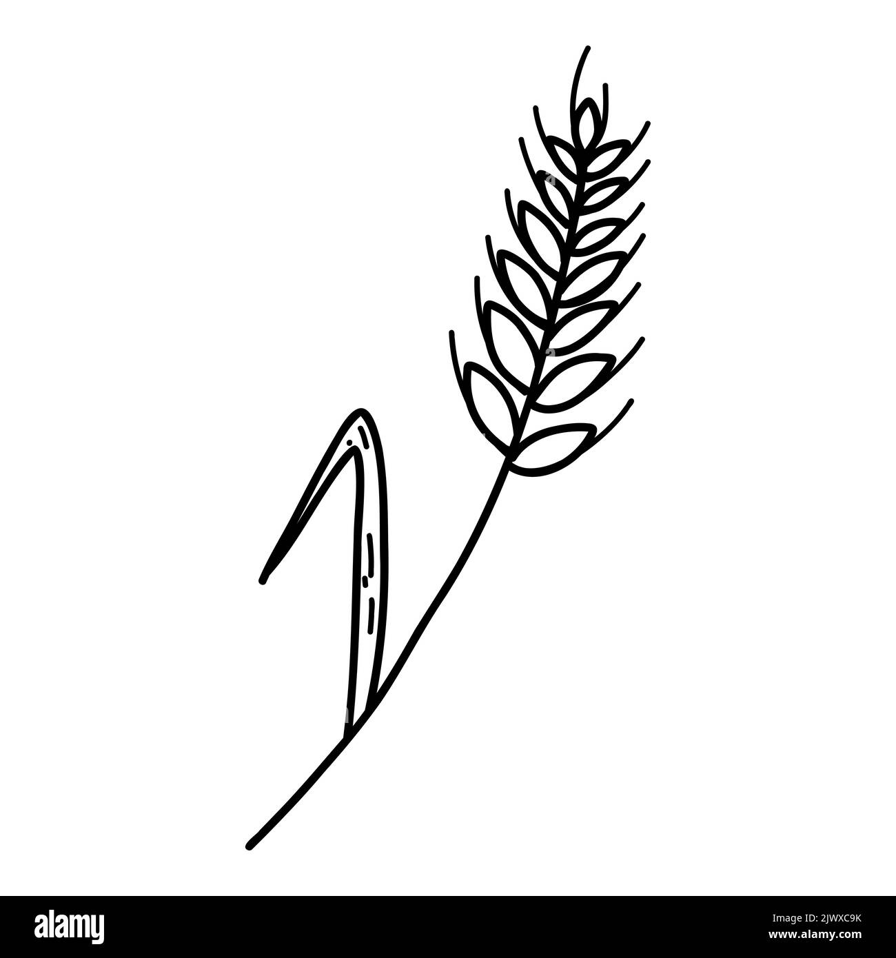 Weizenohrspikelet mit Körnern im Doodle-Stil. Vektorlinie Illustration von Getreide Getreidestamm, Roggenohr, Bio-vegetarische Lebensmittel für Backwaren, Mehl Stock Vektor