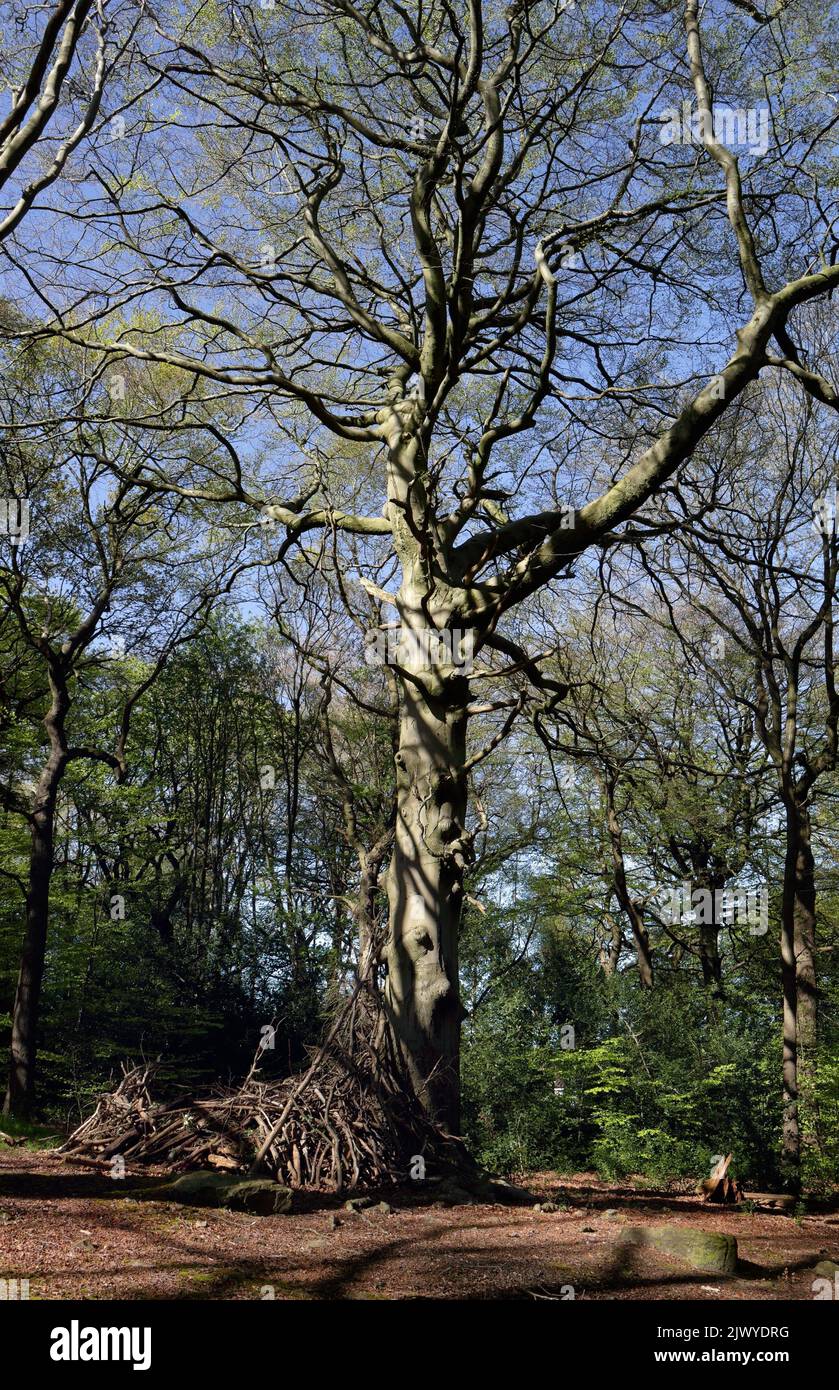 Baum in Ecclesall Woods Sheffield England im Frühling. Uralter Wald. Suburban Biodiversity lokales Naturschutzgebiet Stockfoto