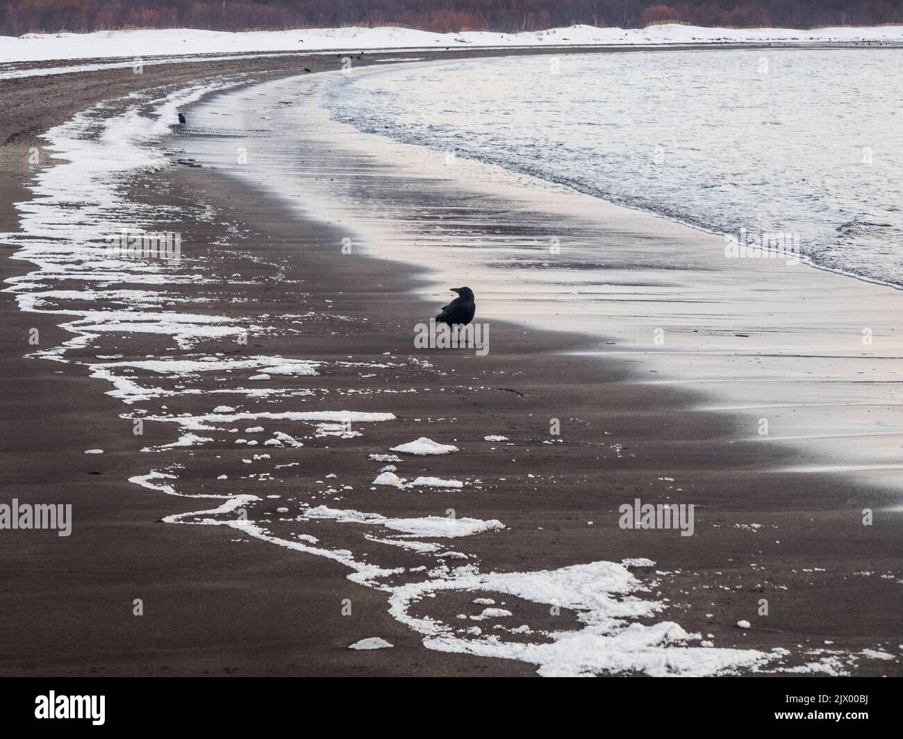 Schwarze Krähe auf einem schwarzen Sandstrand mit weißem Meeresschaum Stockfoto