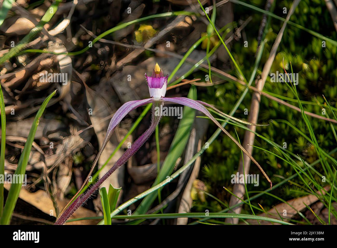 Caladenia rosella, Rosella Spider Orchid Stockfoto