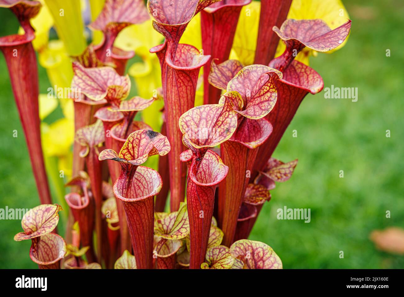 Fleischfressende Kannenpflanze Sarracenia flava beim jährlichen Wisley Taste of Autumn Festival im September im RHS Wisley, Surrey, Südostengland Stockfoto