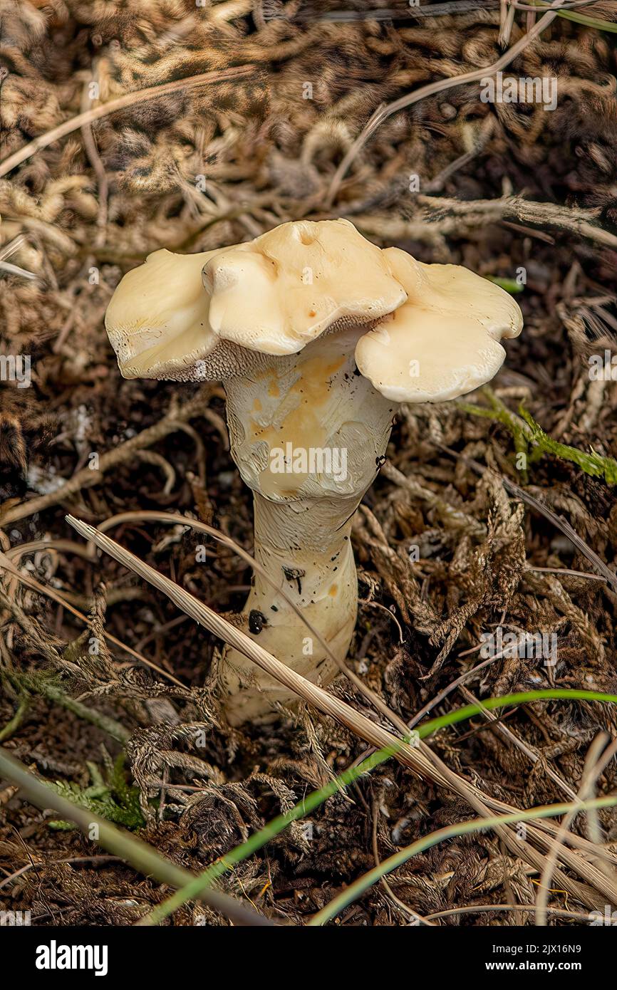 Hydnum repandum, Igelpilz Stockfoto