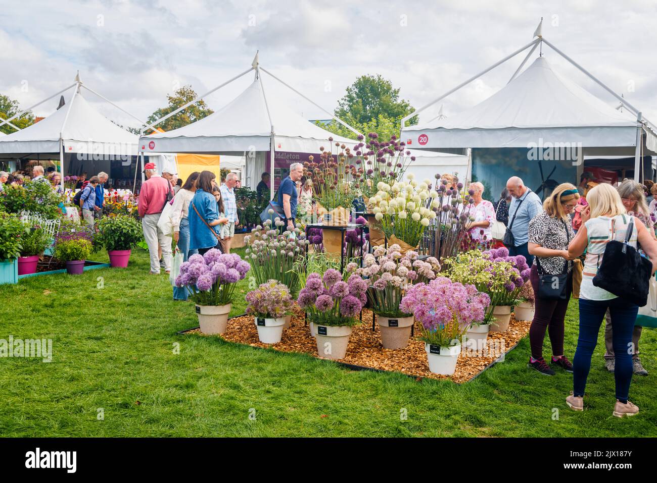 Ausstellung von Allien an einem Stand beim jährlichen Wisley Taste of Autumn Festival im September im RHS Wisley, Surrey, Südostengland Stockfoto