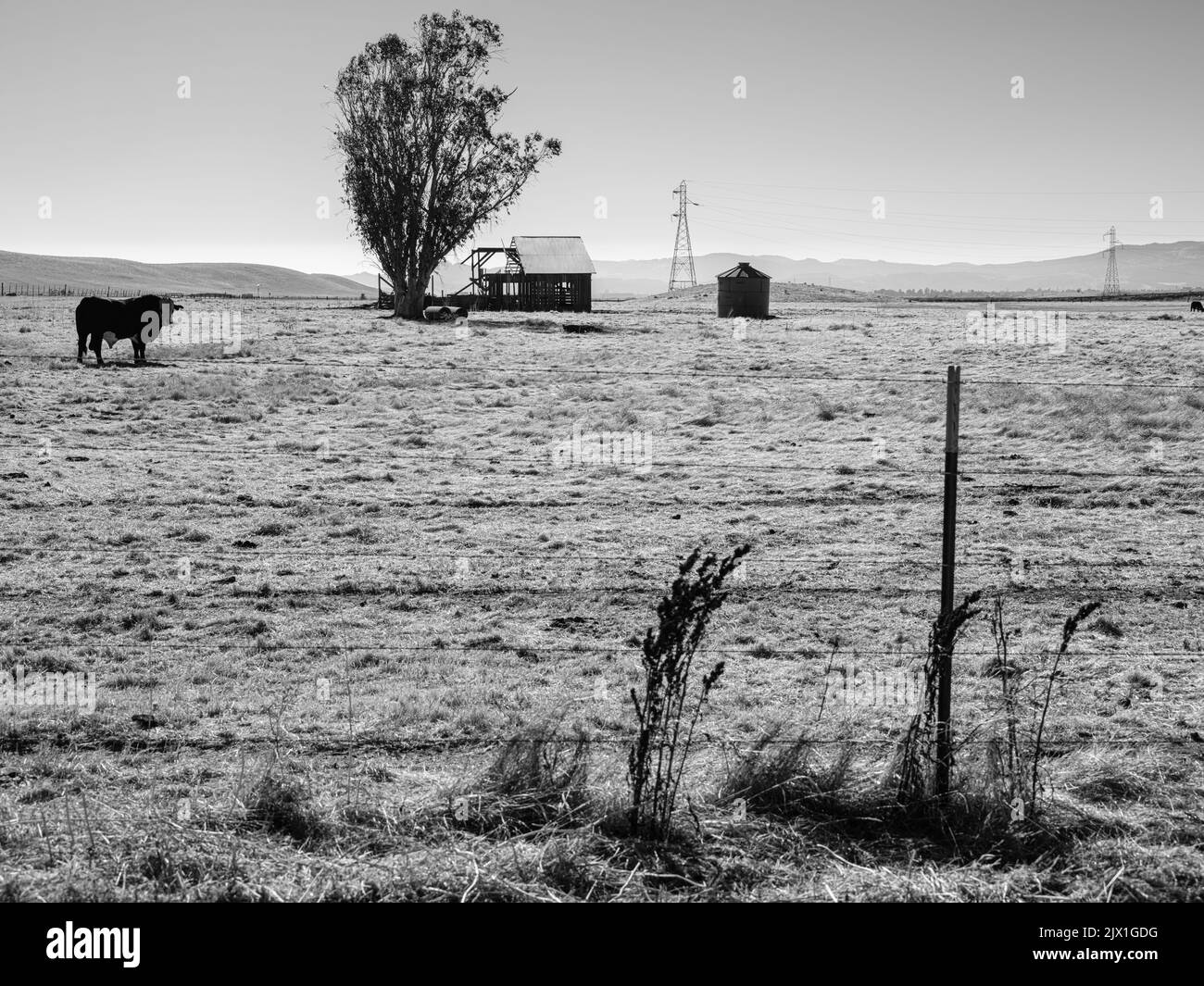 In einer friedlichen Landschaft wandert eine Kuh über das Grasland und blickt auf die Kamera, die in Richtung einer verfallenen Scheune und eines rostigen alten Silos in der mi geht Stockfoto
