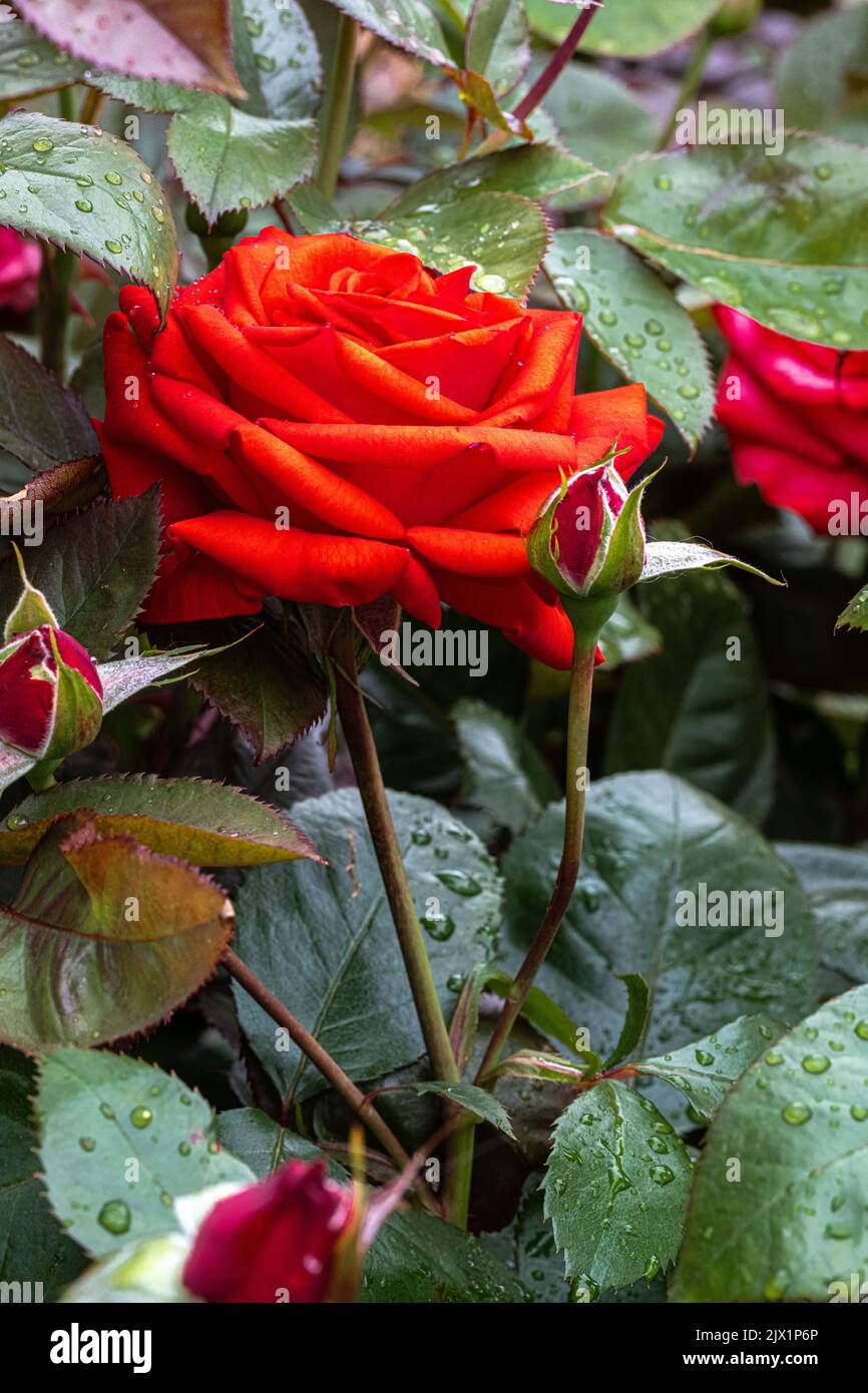 Blumen der ‘Reba McEntire’ Rose Stockfoto