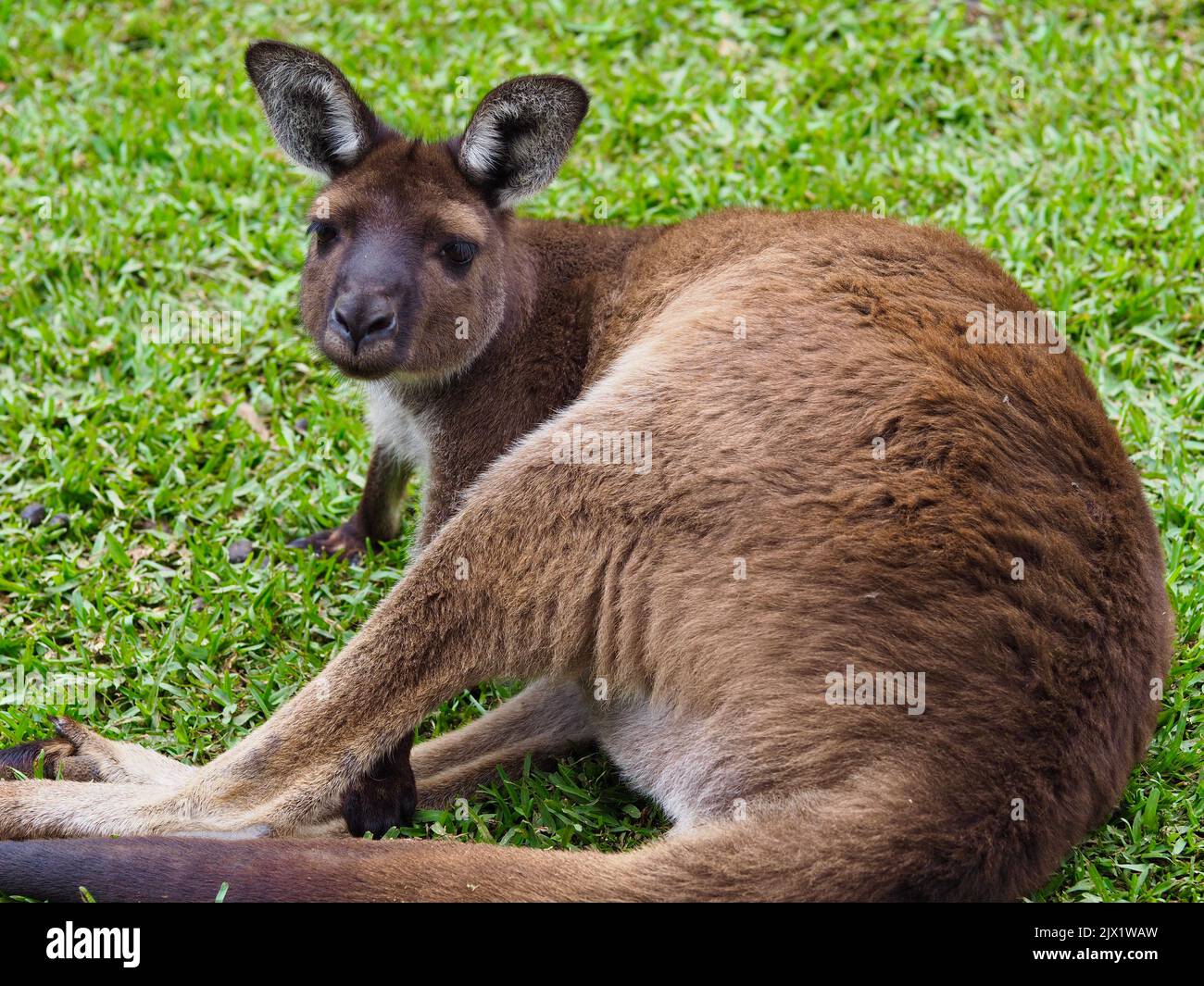 Stilvolles, neugieriges, wunderschönes Wallaroo, das sich in der Sonne ausruhen kann. Stockfoto