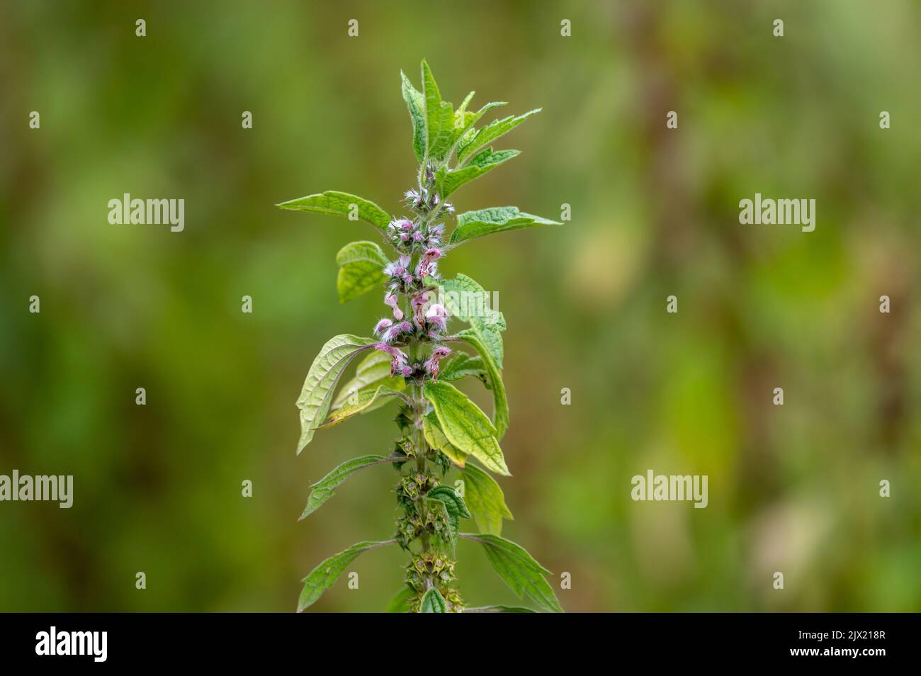 Heilpflanze Leonurus cadriaca oder Mutterkraut, die im Sommer im Garten wächst Stockfoto