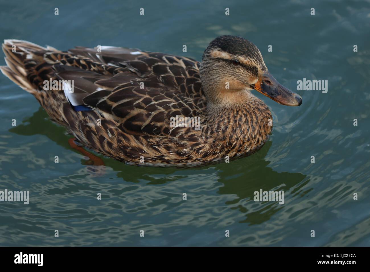 Stockente schwimmen Stockfoto