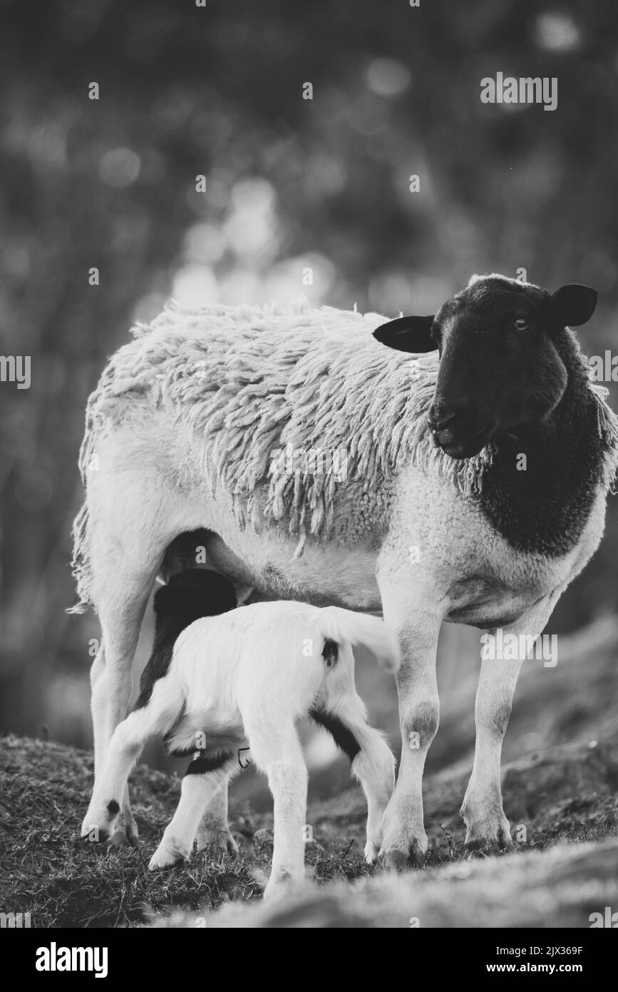 Mutter mit Baby Schafe Lämmer in einem Feld im Frühling. Stockfoto