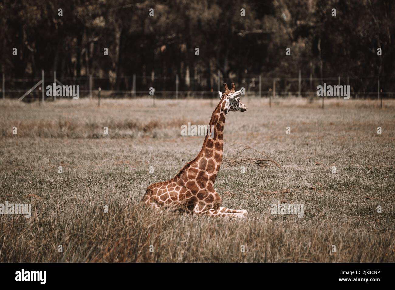 MoGo Australia, Rothschilds Giraffe auf dem Boden sitzend, auch bekannt als Baringo-Giraffe oder ugandische Giraffe. Hochwertige Fotos Stockfoto
