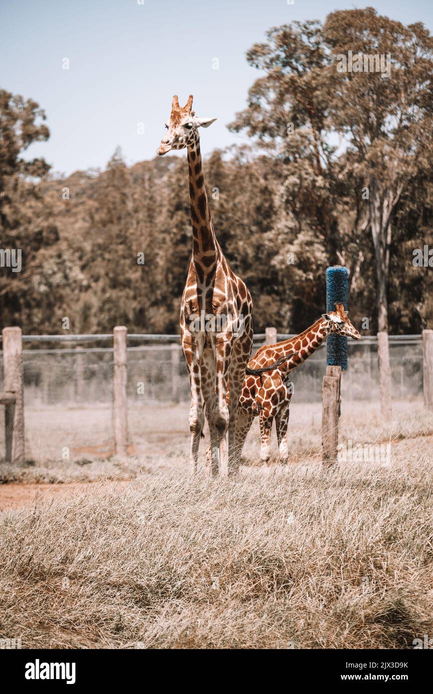 MoGo Australia, Rothschilds Giraffe auf dem Boden sitzend, auch bekannt als Baringo-Giraffe oder ugandische Giraffe. Hochwertige Fotos Stockfoto