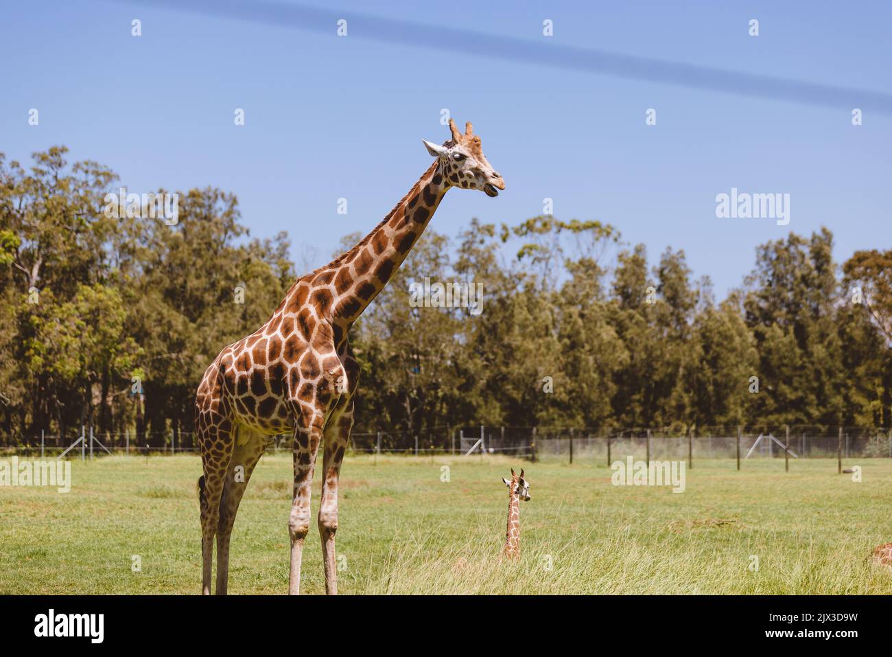 MoGo Australia, Rothschilds Giraffe auf dem Boden sitzend, auch bekannt als Baringo-Giraffe oder ugandische Giraffe. Hochwertige Fotos Stockfoto