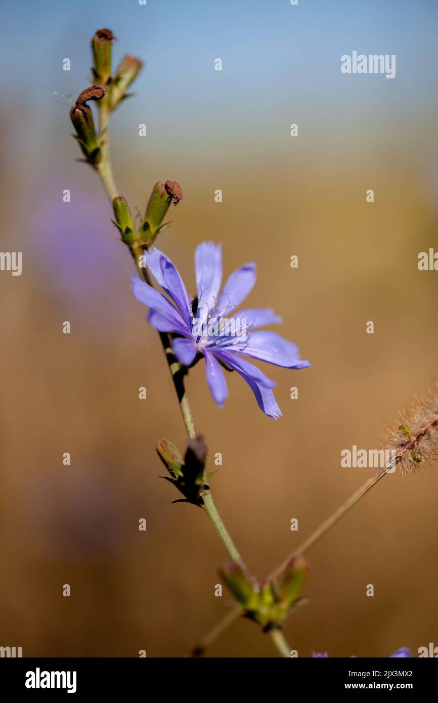 Chicorée-Blumen Stockfoto