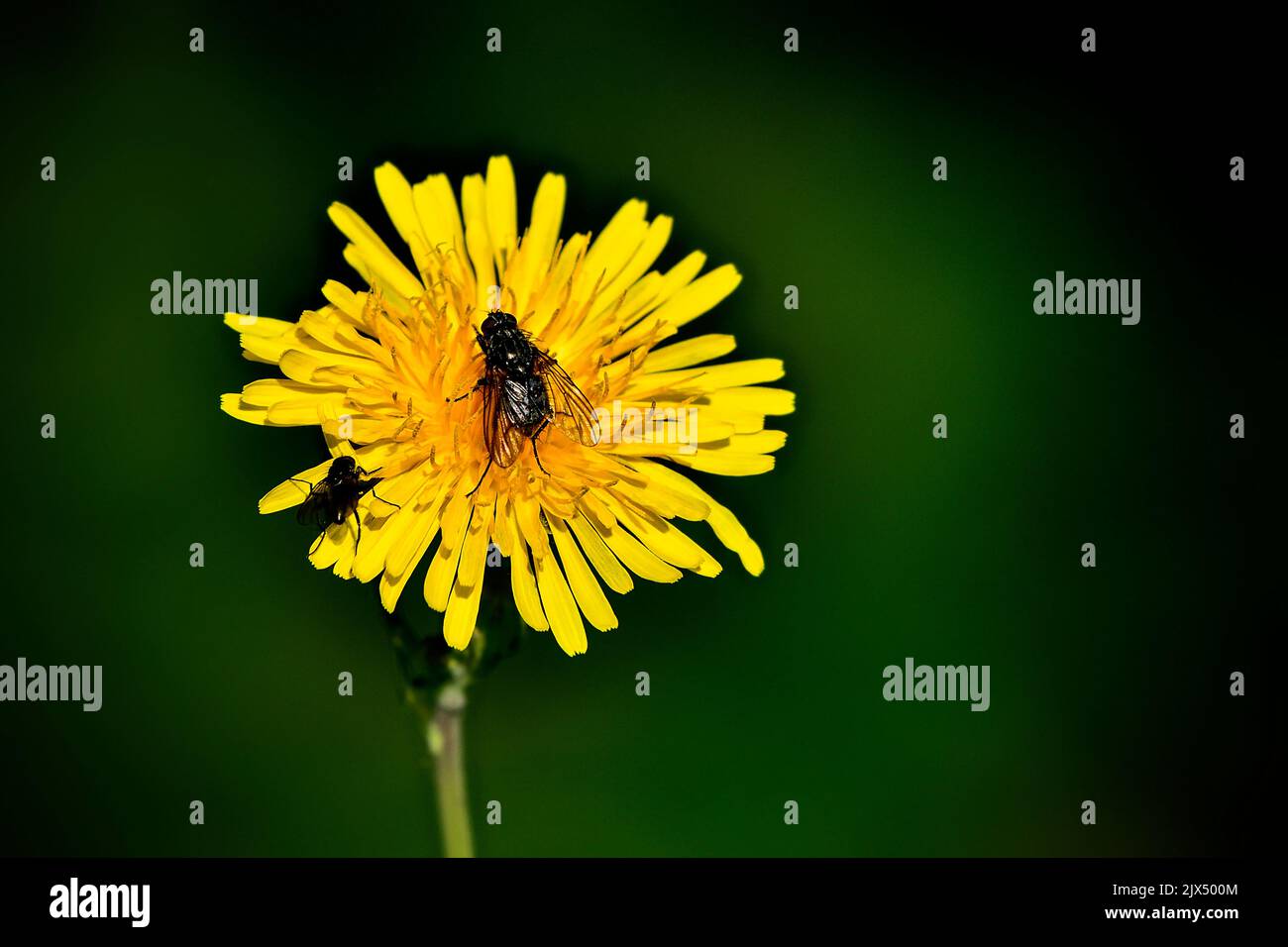 Fliegen Sie Insekt auf einer wilden Elendelion Pflanze. Stockfoto
