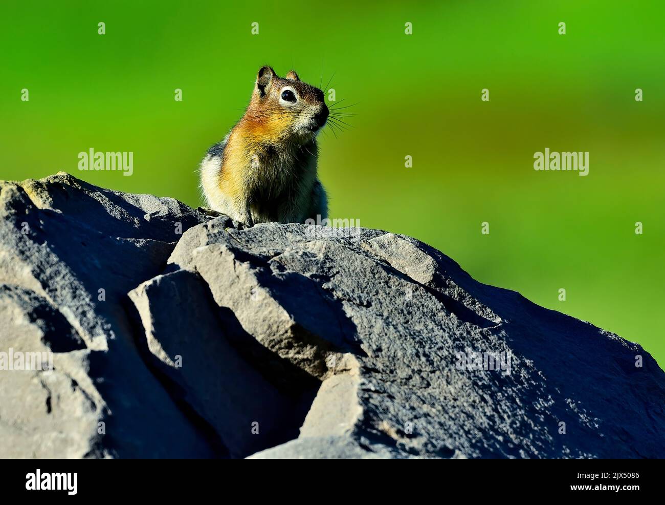 Ein goldbesetztes Erdhörnchen, Callospermophilus lateralis, das sich auf einem großen Felsen ausruht, um eine bessere Sicht auf seine Umgebung zu erhalten. Stockfoto