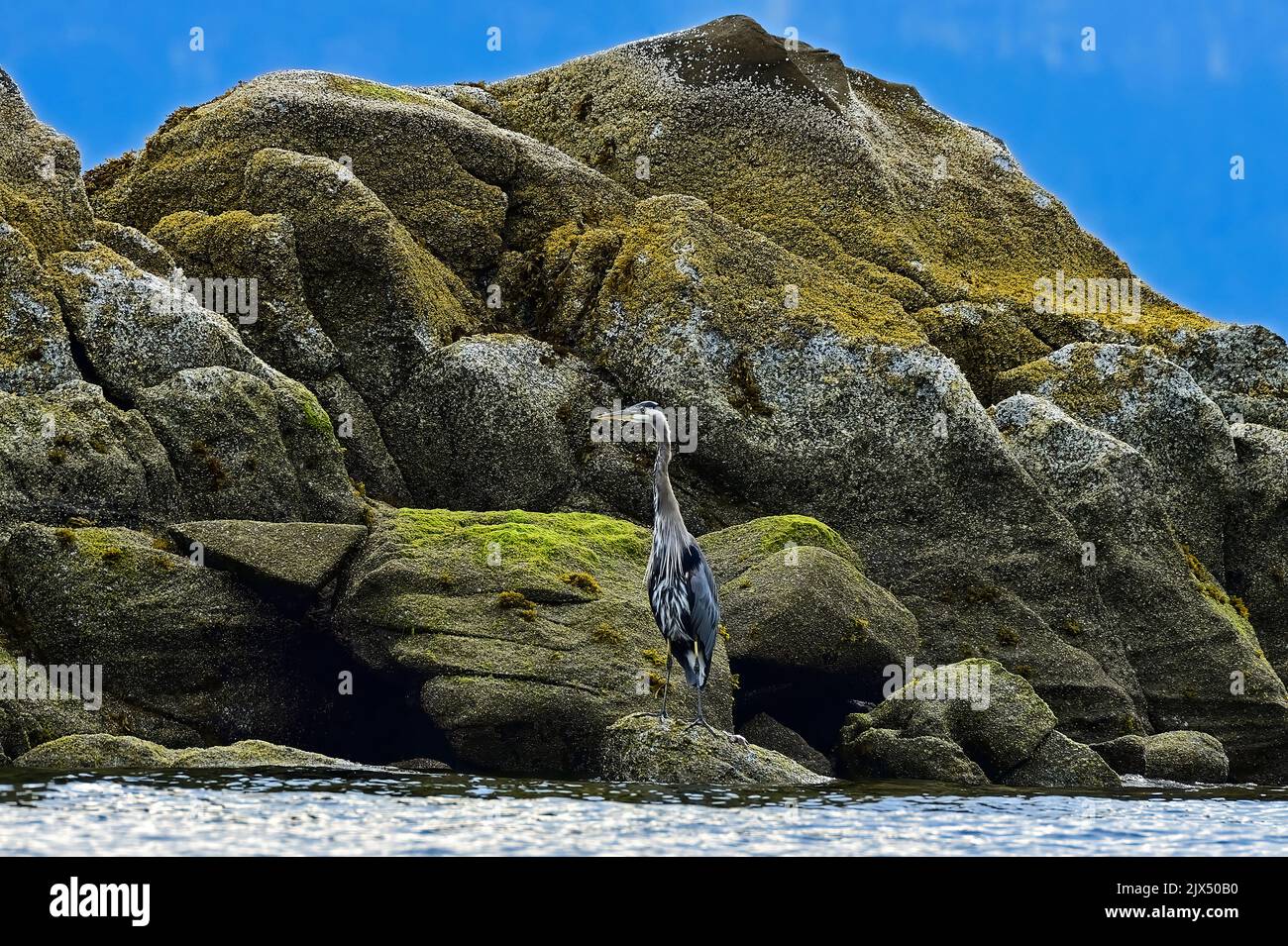 Ein Blaureiher (Ardea herodias), der in einem felsigen Lebensraum an der Küste von Vancouver Island in British Columbia, Kanada, steht. Stockfoto