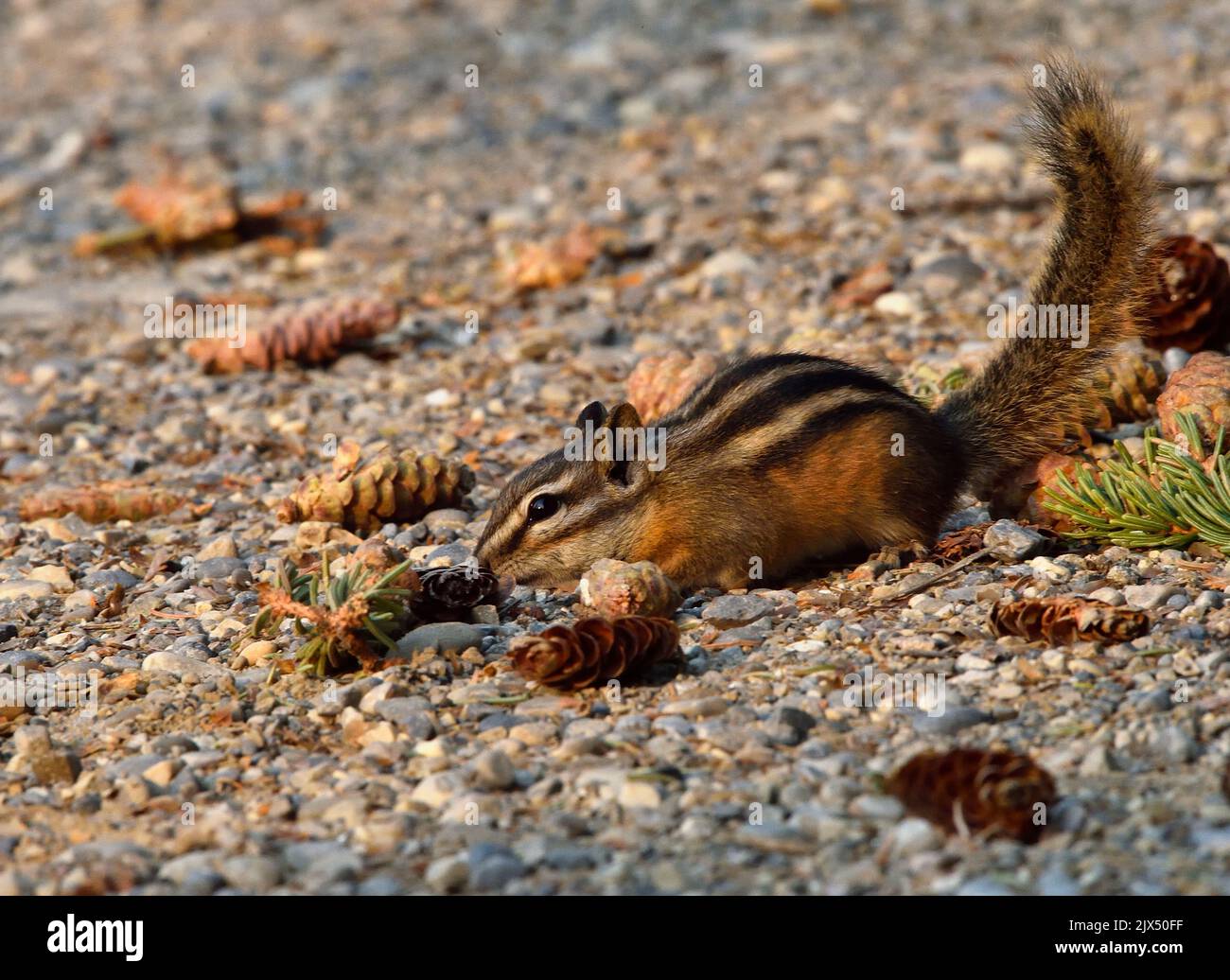 Ein wenig Chipmunk, 'Eutamias minimus', schnüffelt einige Fichtenzapfen, die ein rotes Eichhörnchen von einer Fichte fallen gelassen hat. Stockfoto