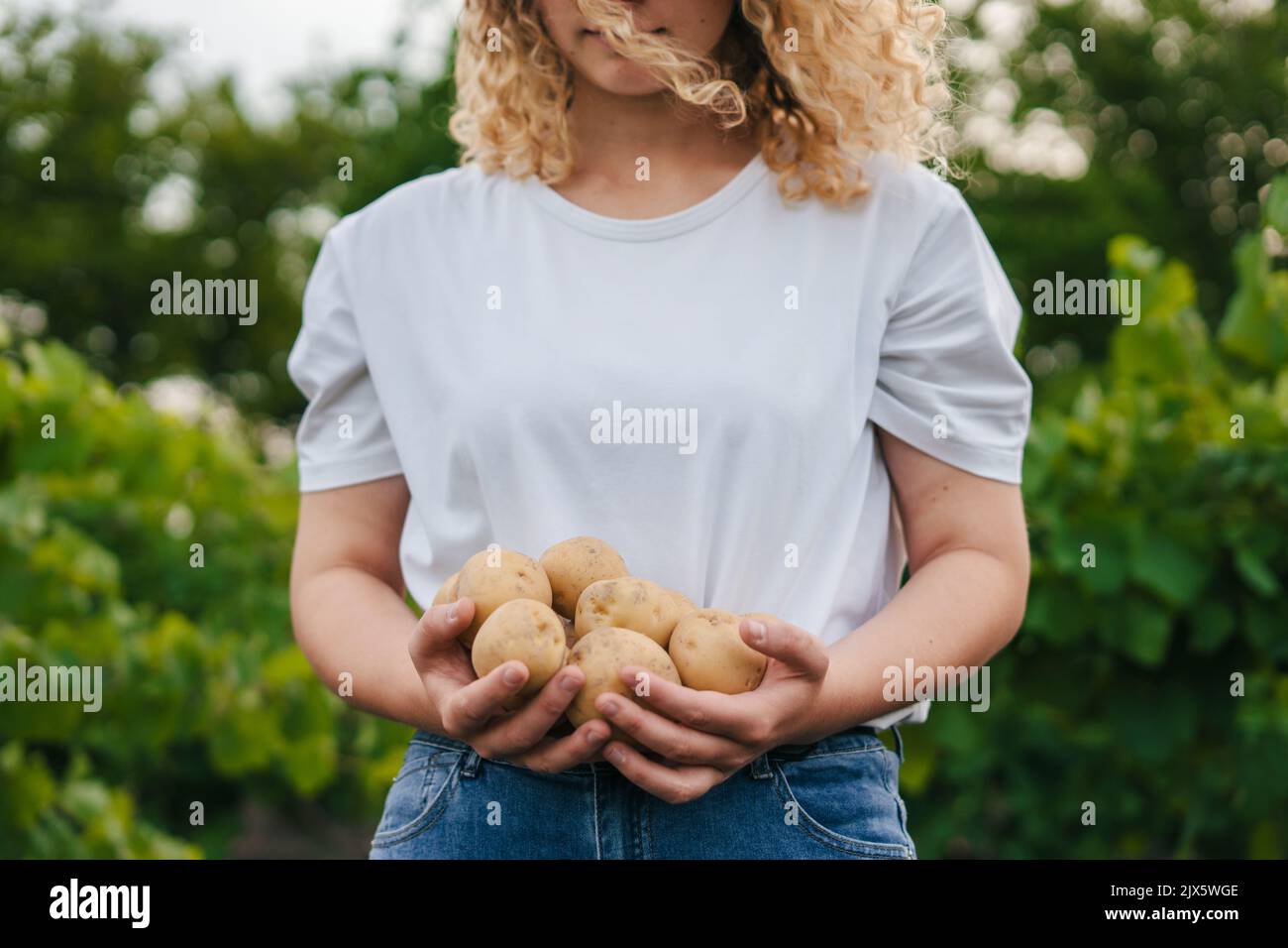 Zugeschnittenes Bild einer Frau in einem weißen T-Shirt mit frisch geernteten Kartoffeln. Arbeiter in der Landwirtschaft. Gesundes vegetarisches Essen, gesunder Lebensstil Stockfoto