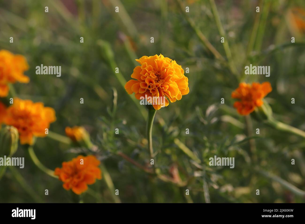 Nahaufnahme der gelben Blume der Ringelblume blühte im Garten Stockfoto