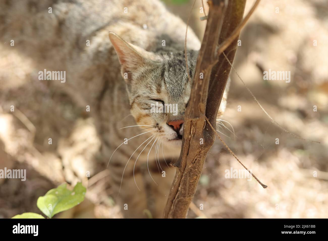 Nahaufnahme einer Katze riecht den Stamm eines kleinen Baumes Stockfoto