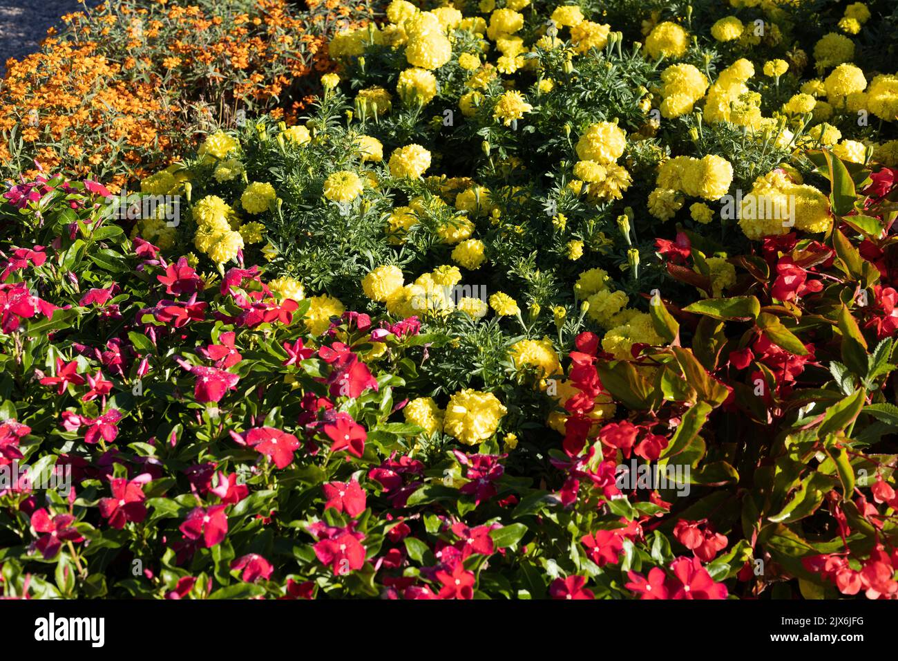 Ein Garten mit warmen Farben, darunter Madagaskar-Periwinkle und Butterblumenblumen. Stockfoto