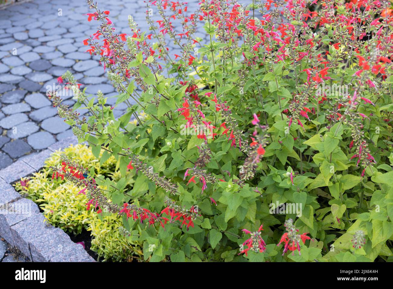 Salvia coccinea 'Lady in Red' scharlachrote Salbeiblüten. Stockfoto