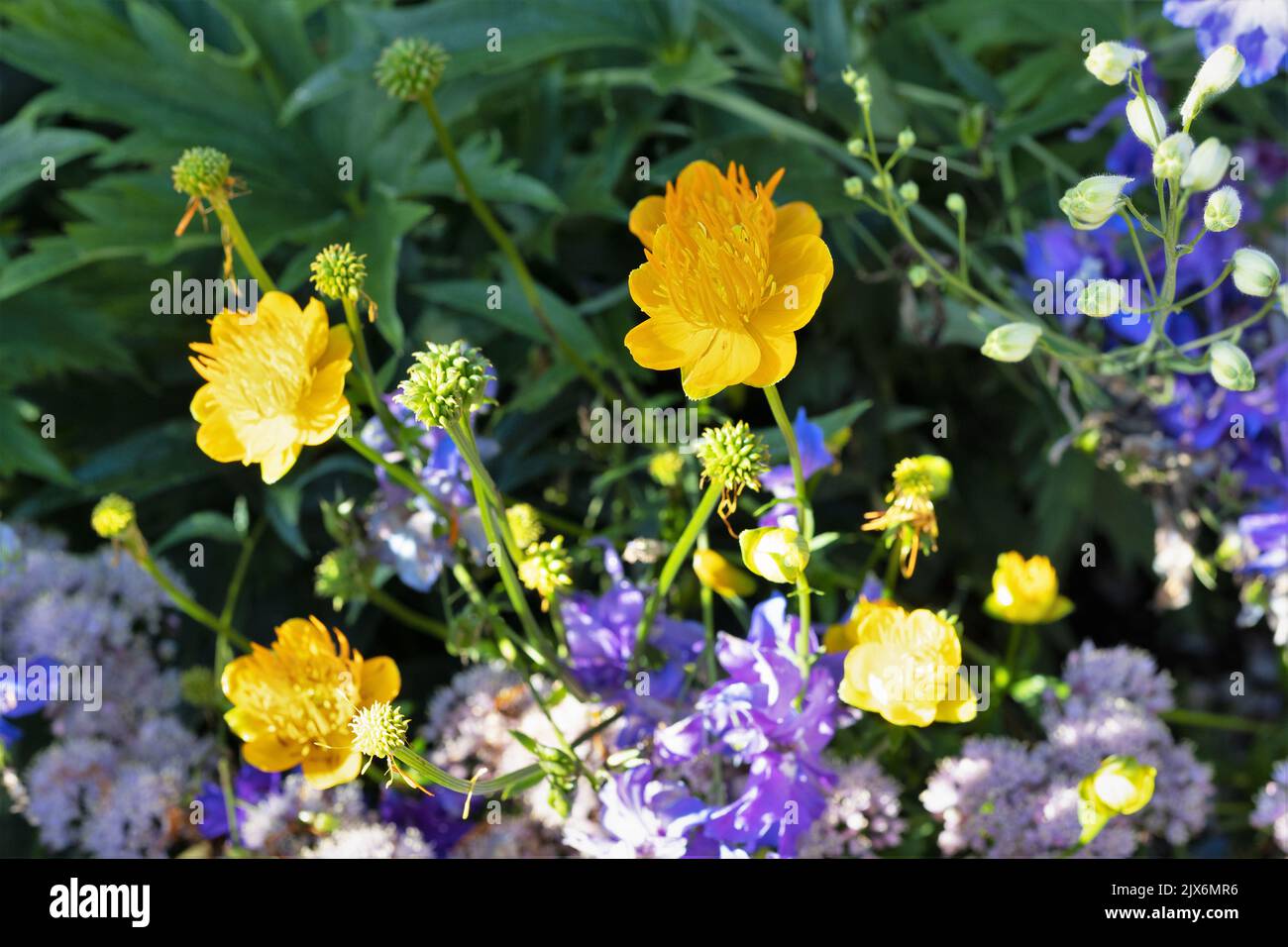 Trollius chinensis 'Golden Queen' Globeflower. Stockfoto