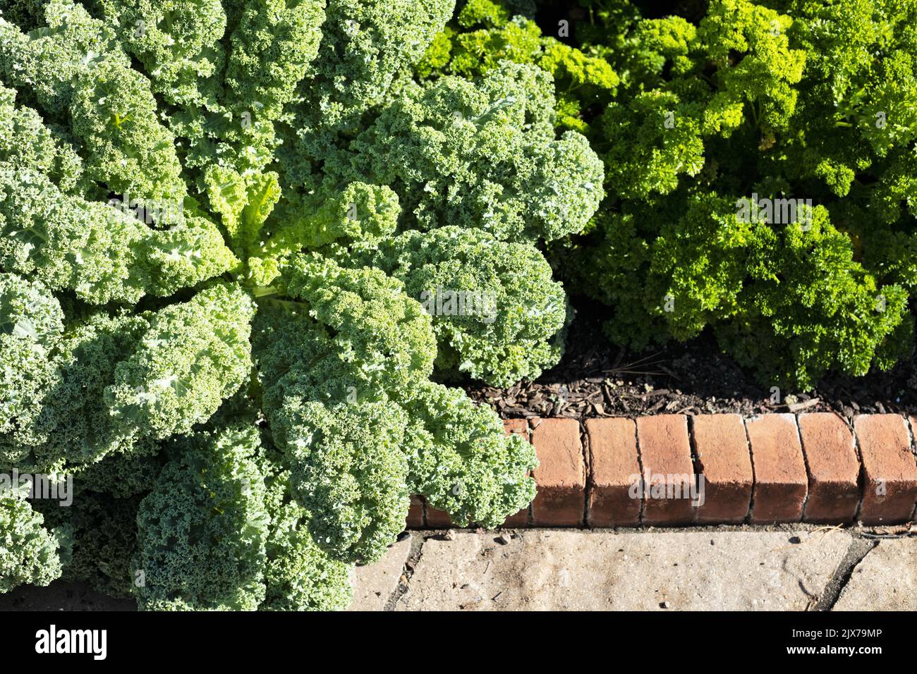 Brassica oleracea 'Prizm' wächst im Garten neben lockiger Petersilie. Stockfoto