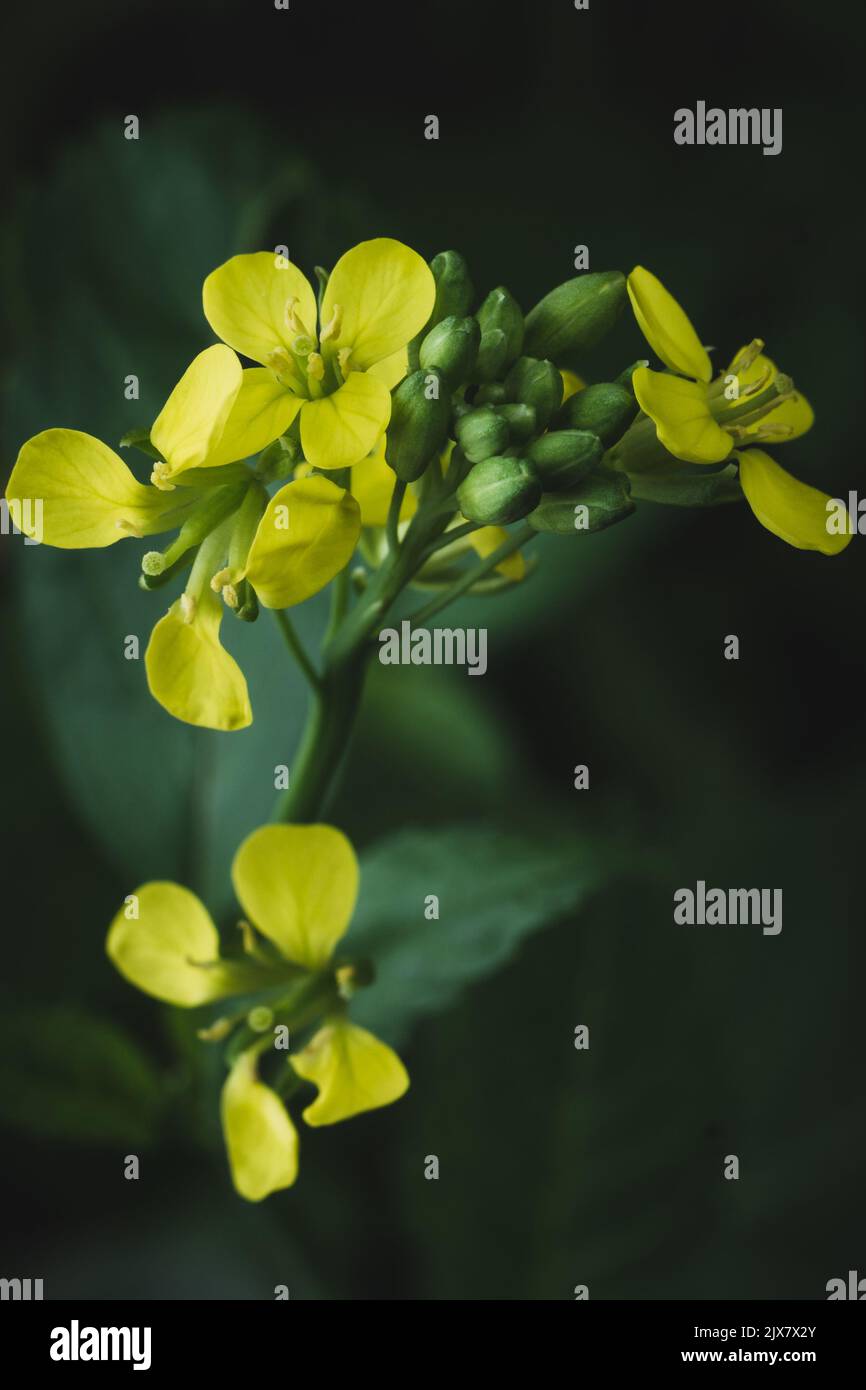 Nahaufnahme von Senfpflanzen-Blumen, sinapis aiba, gelbe Blüte im Garten, weicher Hintergrund Stockfoto
