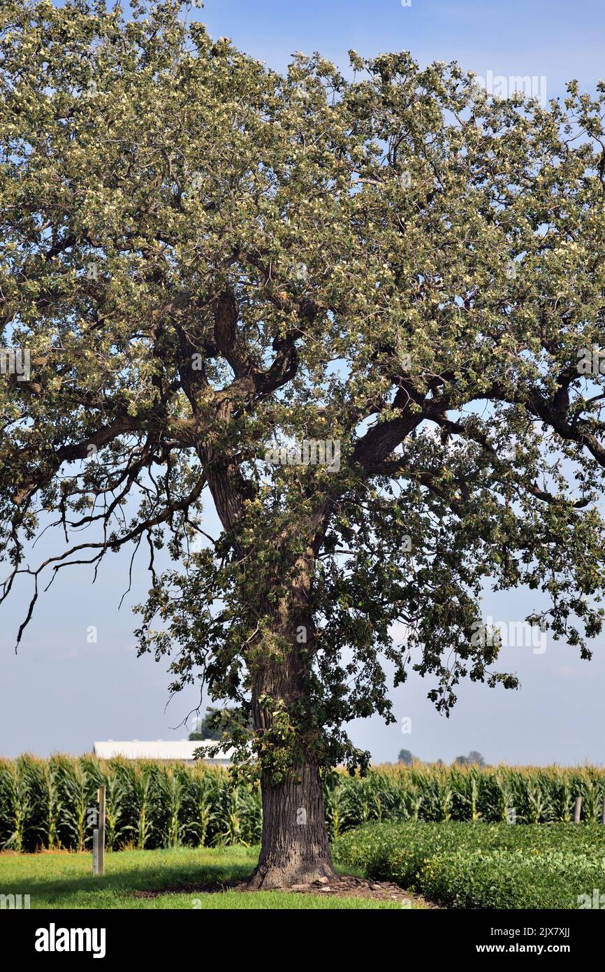 Maple Park, Illinois, USA. Ein isolierter Baum bricht die Landschaft zwischen einer Landstraße und einem großen Kornfeld im ländlichen Nordosten von Illinois auf. Stockfoto