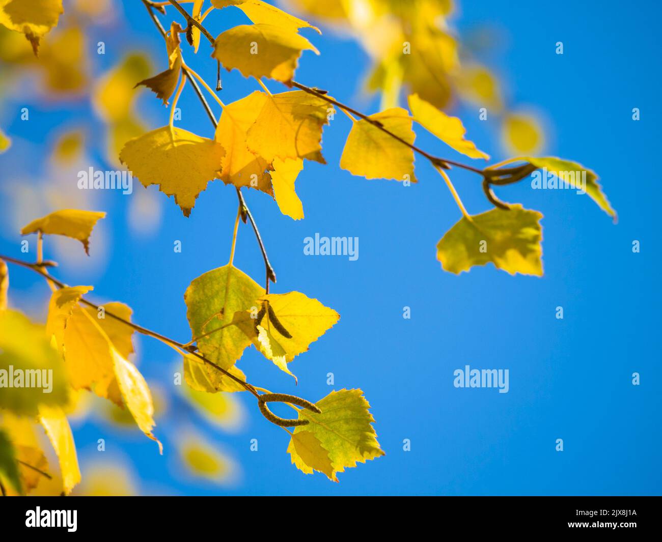 Natur, Himmel und Pflanzenblatt vor blauem Hintergrund in einer Außenumgebung. Baum, Blätter und Wachstum mit nachhaltigen, natürlichen und Pflanzen für eine Stockfoto