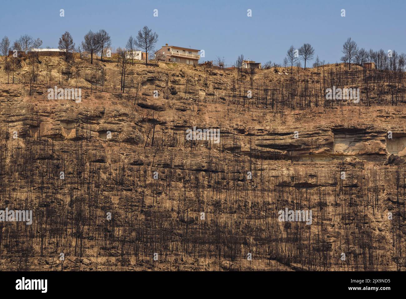 Wald, der durch das Waldfeuer Pont de Vilomara von 2022 unter der Urbanisation River Park verbrannt wurde (Bages, Barcelona, Katalonien, Spanien) Stockfoto