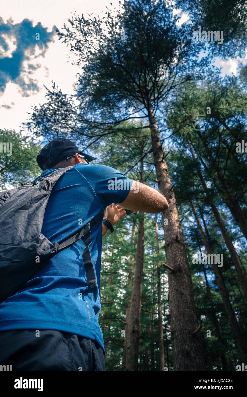 September 17. 2021 Himalaya Uttarakhand Indien. Ein Reisender mit Rucksack, der ein Foto von Deodar-Bäumen im Wald der Himalaya-Region fotografiert. Stockfoto