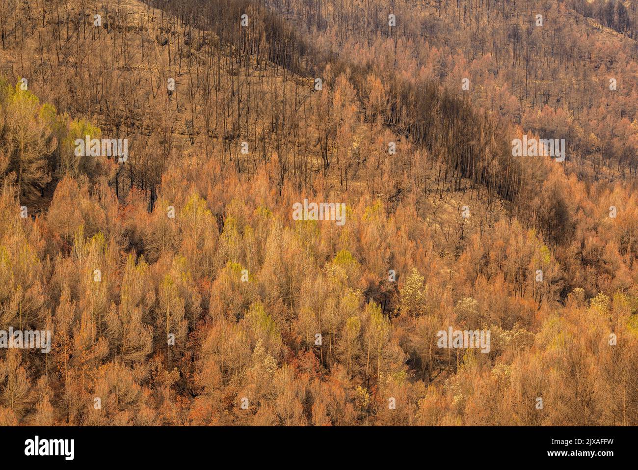 Tubs (Zinken auf katalanisch) und das Flequer-Tal nach dem Brand der Pont de Vilomara von 2022 im Naturpark Sant Llorenç del Munt i l'Obac Katalonien Spanien Stockfoto
