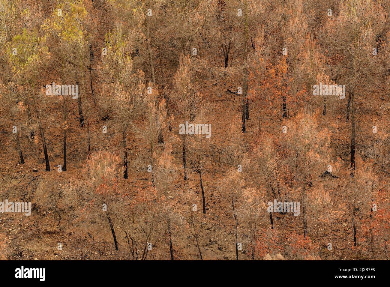 Tubs (Zinken auf katalanisch) und das Flequer-Tal nach dem Brand der Pont de Vilomara von 2022 im Naturpark Sant Llorenç del Munt i l'Obac Katalonien Spanien Stockfoto