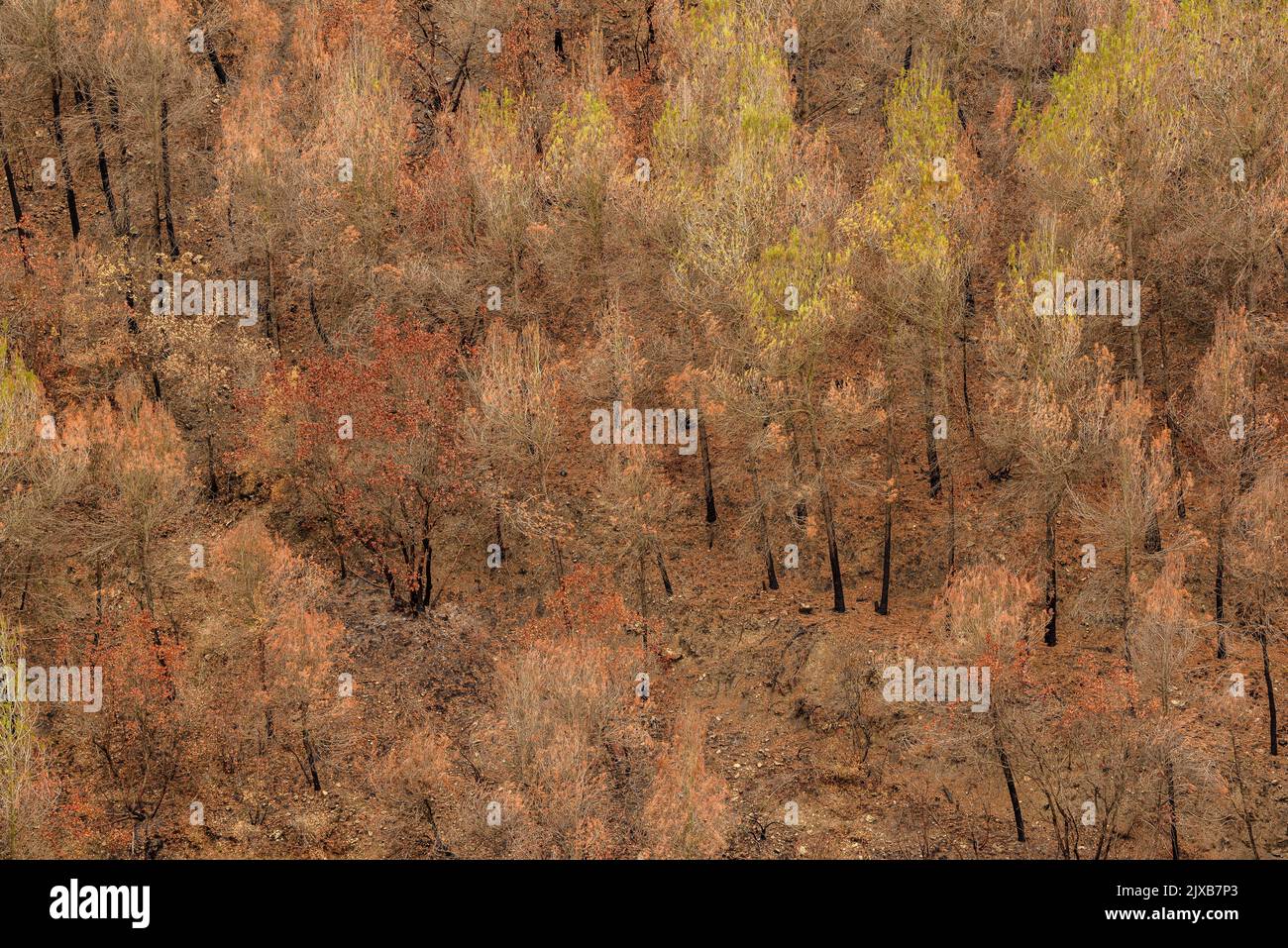 Tubs (Zinken auf katalanisch) und das Flequer-Tal nach dem Brand der Pont de Vilomara von 2022 im Naturpark Sant Llorenç del Munt i l'Obac Katalonien Spanien Stockfoto