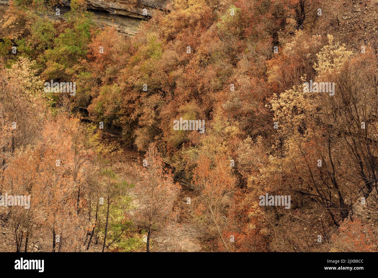 Tubs (Zinken auf katalanisch) und das Flequer-Tal nach dem Brand der Pont de Vilomara von 2022 im Naturpark Sant Llorenç del Munt i l'Obac Katalonien Spanien Stockfoto