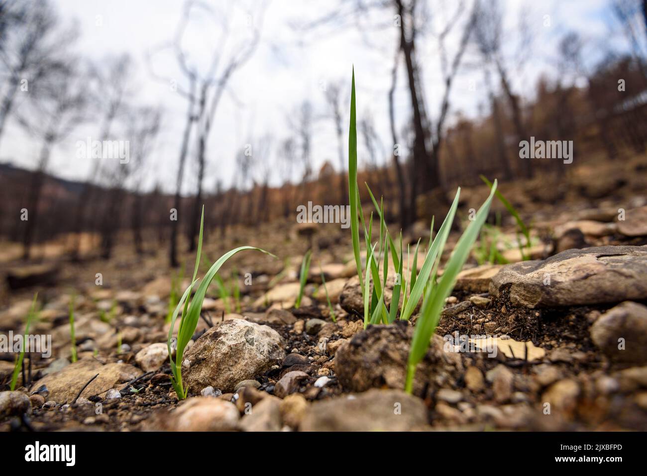 Tubs (Zinken auf katalanisch) und das Flequer-Tal nach dem Brand der Pont de Vilomara von 2022 im Naturpark Sant Llorenç del Munt i l'Obac Katalonien Spanien Stockfoto