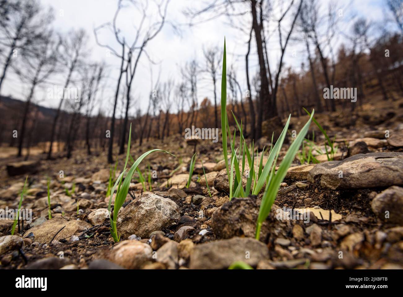 Tubs (Zinken auf katalanisch) und das Flequer-Tal nach dem Brand der Pont de Vilomara von 2022 im Naturpark Sant Llorenç del Munt i l'Obac Katalonien Spanien Stockfoto